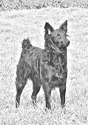 Croatian Sheepdog