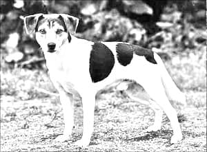 Danish Swedish Farmdog