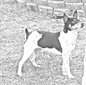 Decker Rat Terrier