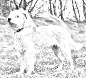 Dutch Smoushond