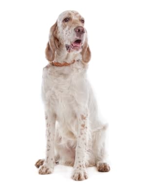 English Setter