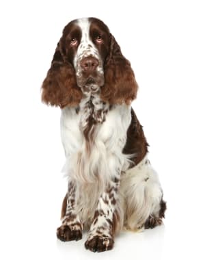 English Springer Spaniel