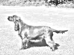 Field Spaniel