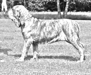 Fila Brasileiro