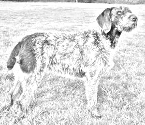 German Rough-haired Pointer