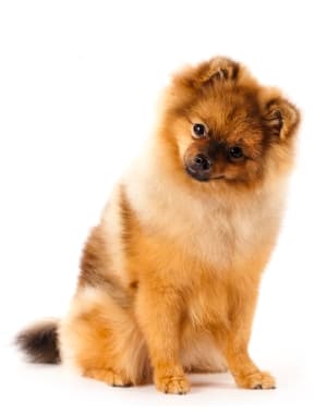 German Spitz