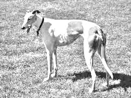 Greyhound