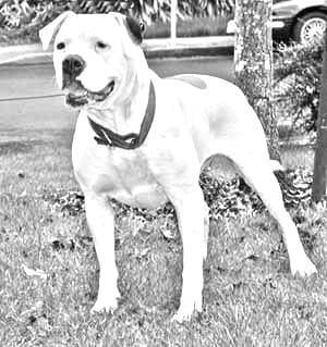 Guatemalan Dogo