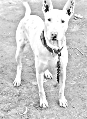 Gull Terrier