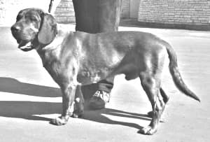 Hanover Hound