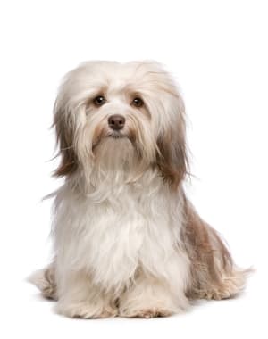 Havanese