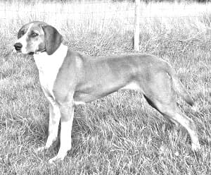 Hygenhund