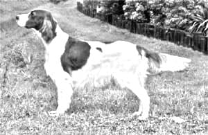 Irish Red and White Setter