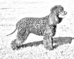 Irish Water Spaniel
