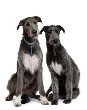 Irish Wolfhound