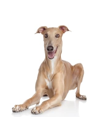 Italian Greyhound