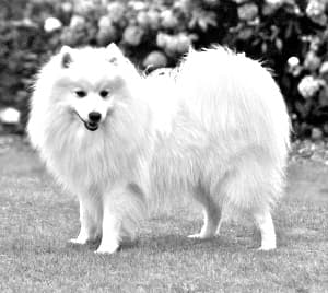 Japanese Spitz