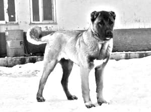 Kangal Dog