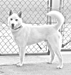 Korean Jindo Dog