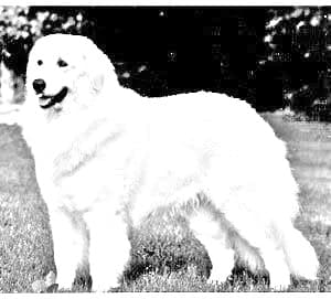 Kuvasz
