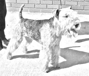 Lakeland Terrier