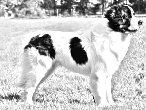 Landseer