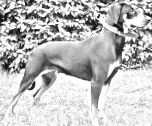 Lithuanian Hound