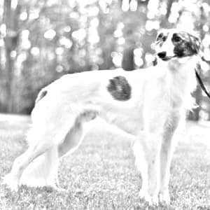 Longhaired Whippet