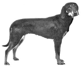 Montenegrin Mountain Hound