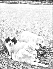 Mucuchies