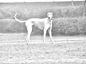 Mudhol Hound