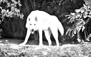 Northern Inuit Dog