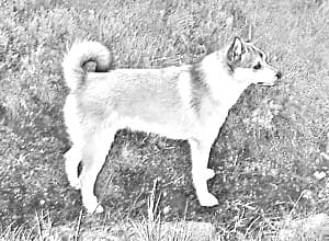 Norwegian Lundehund
