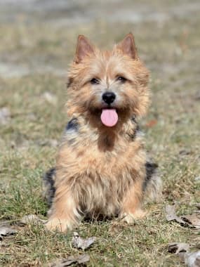 Norwich Terrier