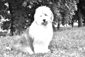 Old English Sheepdog