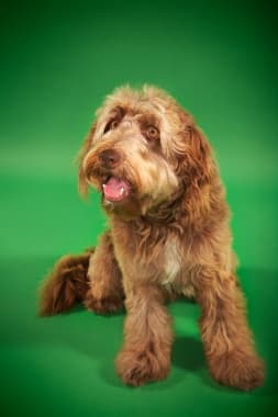 Otterhound