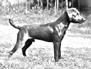 Patterdale Terrier