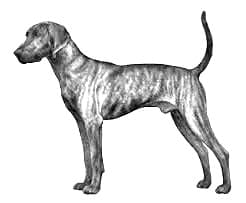 Plott Hound
