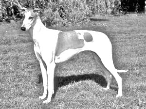 Polish Greyhound