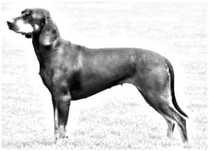 Polish Hunting Dog