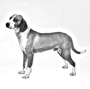 Posavac Hound