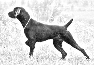 Pudelpointer
