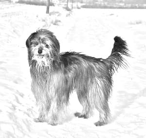 Pyrenean Shepherd