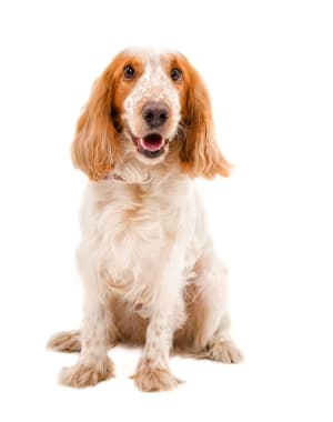 Russian Spaniel