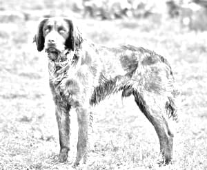 Saint-Usuge Spaniel