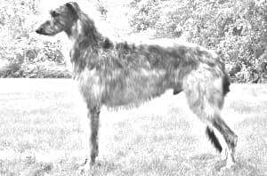 Scottish Deerhound