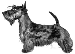 Scottish Terrier