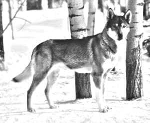 Seppala Siberian Sleddog