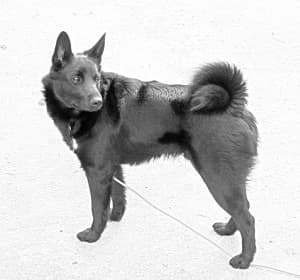 Seskar Seal Dog
