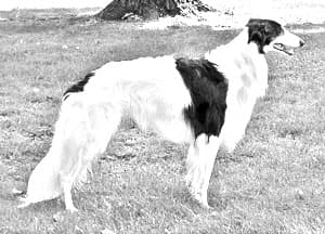 Silken Windhound